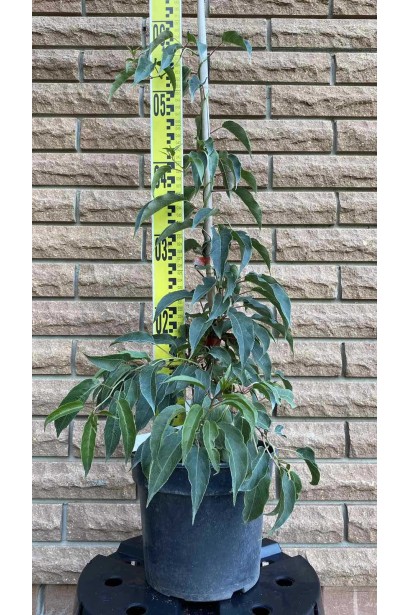 Актинидия аргута Ананасова - 3л/вис.40-60см/Ø15-20см